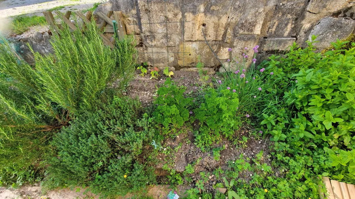 Herbes aromatiques en libre-service au domaine